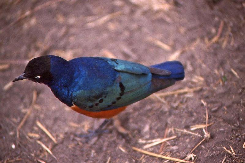 WT 1400 209-03 Kenya.jpg